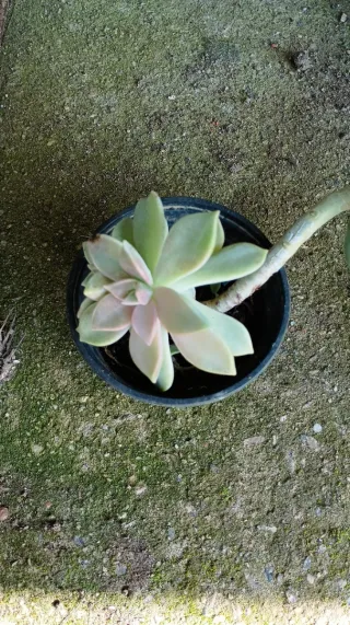 Suculenta en maceta negra