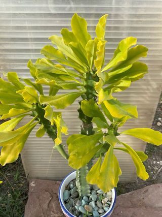 Planta Suculenta Cactus Decoración