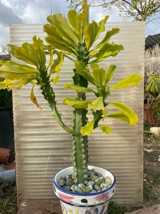 Planta Suculenta Cactus Decoración