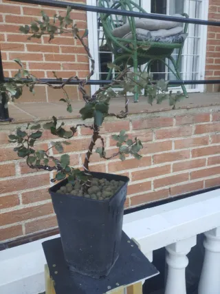 Prebonsai  encima, venta en persona