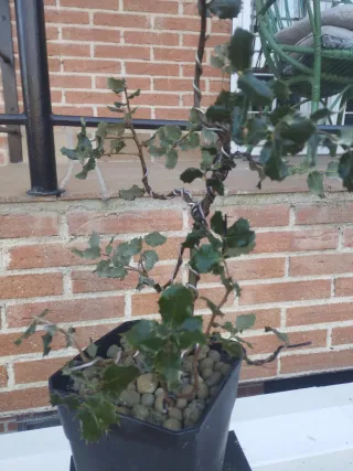 Prebonsai  encima, venta en persona