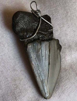 Colgante Plata Fósil Megalodón 20 Millones Años