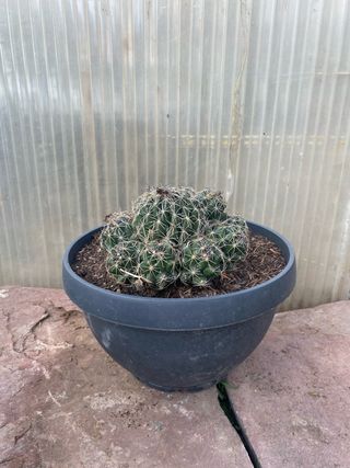 Cactus para decoración