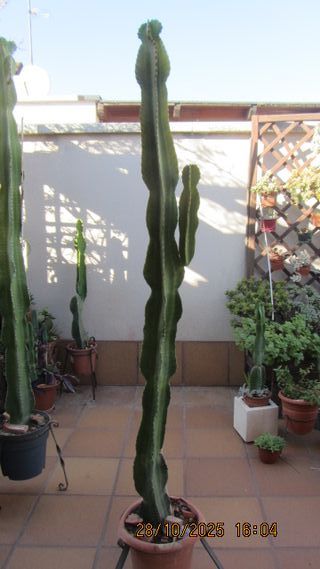 Plantas, macetas, cactus,  balcón/terraza/jardín