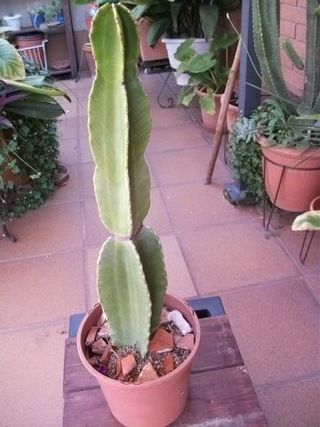 Plantas, macetas, cactus,  balcón/terraza/jardín