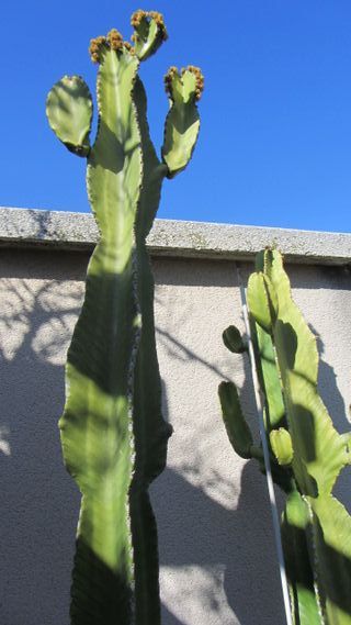 Plantas, macetas, cactus,  balcón/terraza/jardín