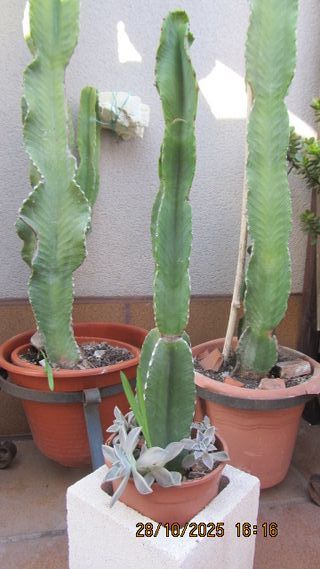 Plantas, macetas, cactus,  balcón/terraza/jardín