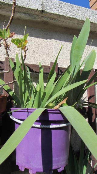 Plantas, macetas, cactus,  balcón/terraza/jardín
