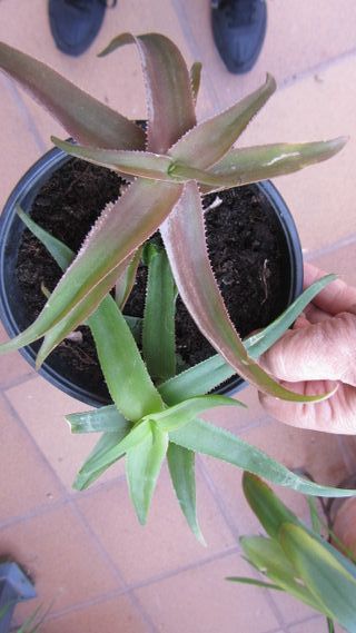 Plantas, macetas, cactus,  balcón/terraza/jardín