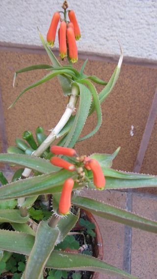 Plantas, macetas, cactus,  balcón/terraza/jardín