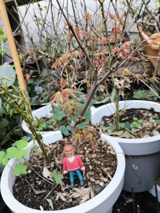 Arce palmatum para bonsai o jardín