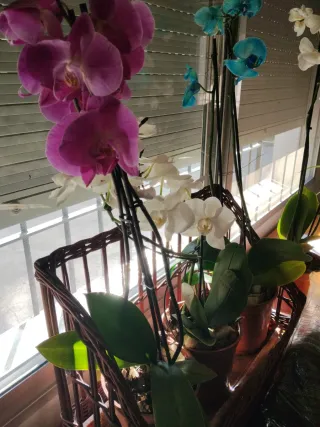 Orquídeas Moradas, Blancas y Azules