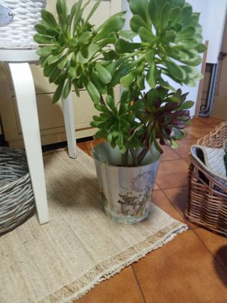 Cestas y cajas de madera decorativas