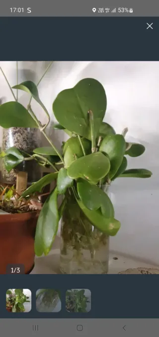 Hoya Cuore - 2 talee