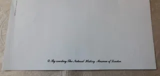 Estampa Antiga Groseiller rouge Ribes rubrum