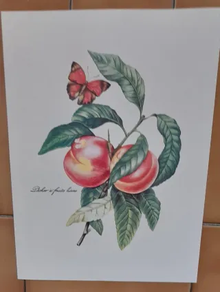 4 Estampas Motivo Frutos