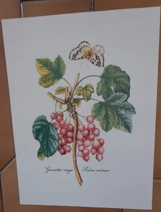 4 Estampas Motivo Frutos