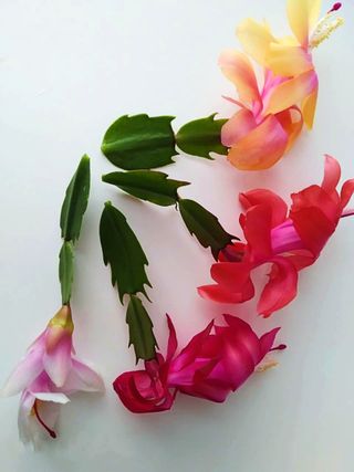 Esqueje SIN Flor Cactus Navidad Rosa Salmón