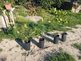 4 Árboles Jóvenes en Maceta