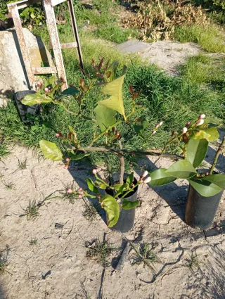 4 Árboles Jóvenes en Maceta