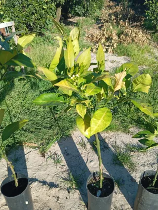 4 Árboles Jóvenes en Maceta