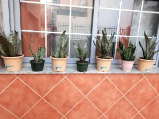 7 Macetas Lengua de Suegra