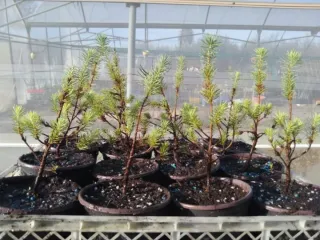 Planta de Pino Piñonero