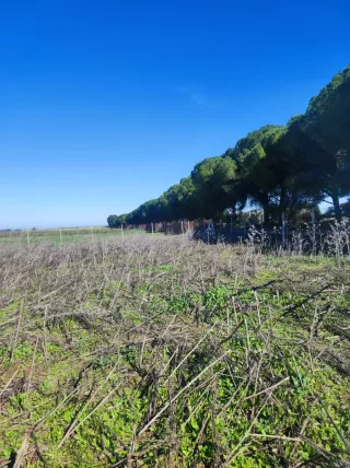 Parcela Rústica 5.000 m²