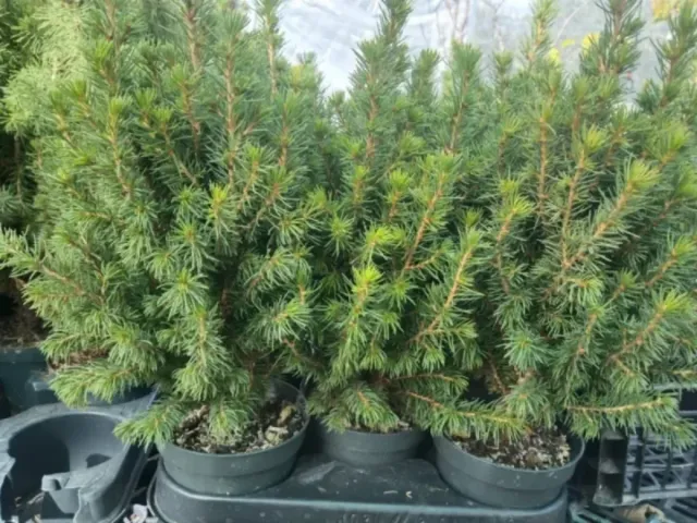 Piceas GLAUCA/ planta de abeto