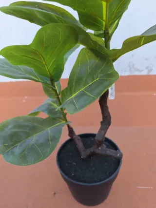 Planta Ficus Lyrata artificial