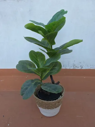 Planta Ficus Lyrata artificial