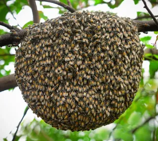 Recolector de enjambres de abejas