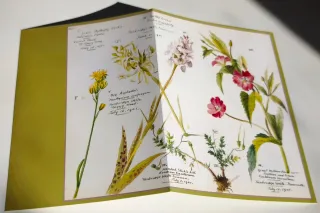 Regalo para mamá tarjetas con Ilustración Botánica