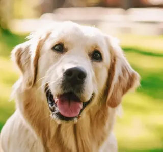 Paseo perros por Utebo De 5€ para arriba