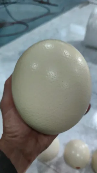 Uova di struzzo vuote (12 unità)