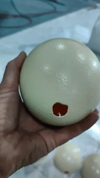 Uova di struzzo vuote (12 unità)
