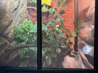 Terrario Exoterra Grande, manta calefactora gratis