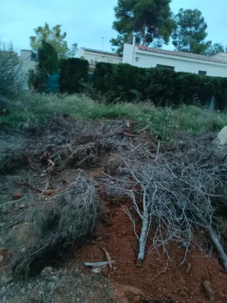 Retirada y Limpieza de poda en el mismo día!!