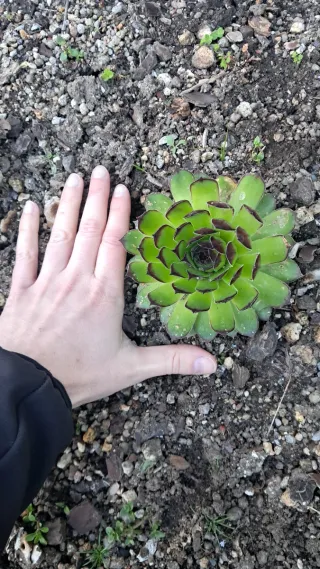 Suculenta Sempervivum tectorum