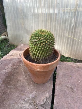 Cactus decorativo maceta terracota