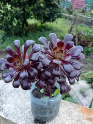 Suculenta Aeonium Rosa Negra
