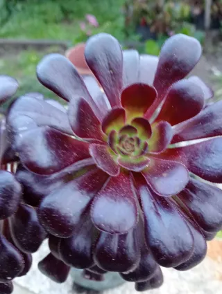Suculenta Aeonium Rosa Negra