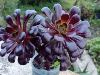 Suculenta Aeonium Rosa Negra