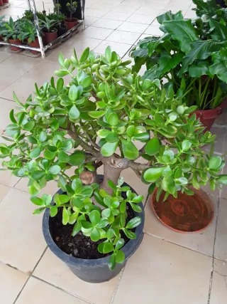 Crassula Ovata Grande