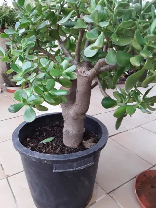 Crassula Ovata Grande