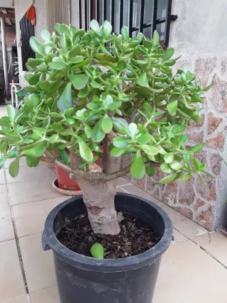 Crassula Ovata Grande