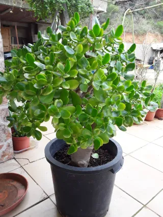Crassula Ovata Grande