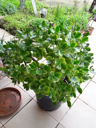 Crassula Ovata Grande