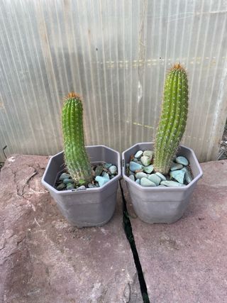 Cactus decorativos maceta gris