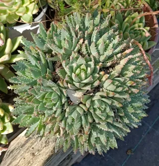 Pianta Aloe brevifoglia in vaso 18